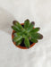 Sedum Pachyphyllum Small Succulent Plant - CGASPL