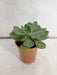 Senecio Obovatus Small Succulent Plant - CGASPL