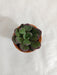 Echeveria Nodulosa (Painted Echeveria) Small Succulent Plant - CGASPL
