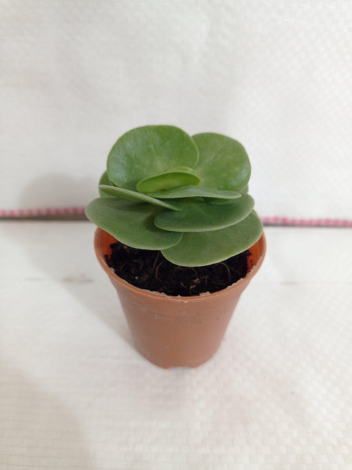 Portulaca Molokiniensis Small Succulent Plant - CGASPL