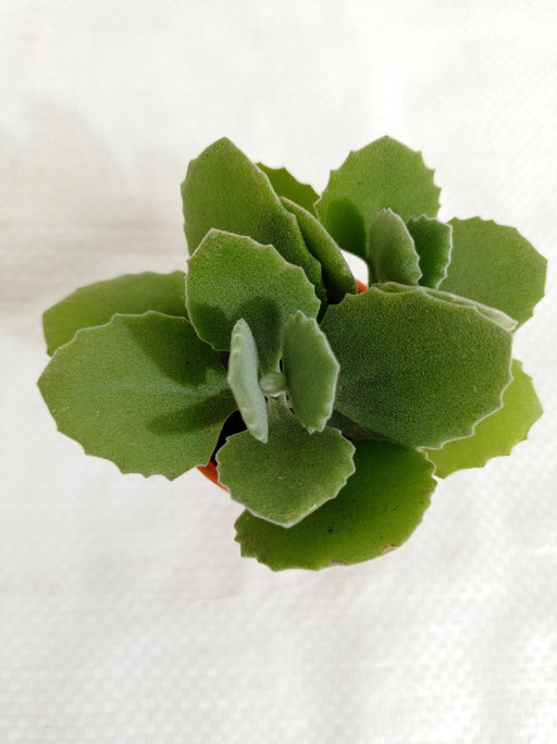 Kalanchoe Millotii Small Succulent Plant - CGASPL