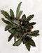 Kalanchoe Tomentosa Nigra Small Succulent Plant - CGASPL