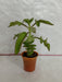 Kalanchoe Prolifera Small Succulent Plant - CGASPL