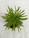 Senecio Barbertonicus Small Succulent Plant - CGASPL