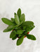 Crassula Money Maker (Jade Plant) Small Succulent Plant - CGASPL