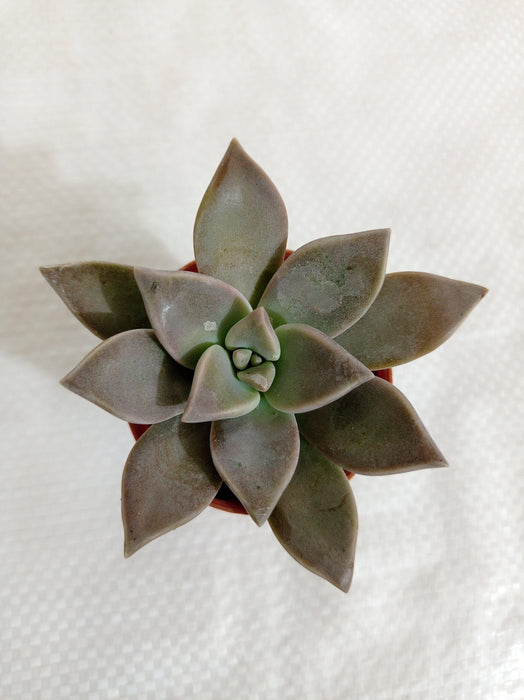 Graptopetalum Paraguayense (Ghost Plant) Small Succulent Plant - CGASPL