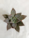 Graptopetalum Paraguayense (Ghost Plant) Small Succulent Plant - CGASPL