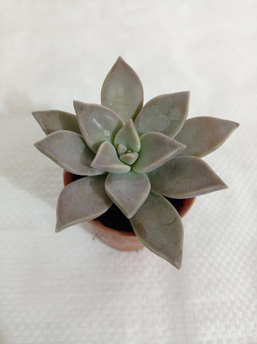 Graptopetalum Paraguayense (Ghost Plant) Small Succulent Plant - CGASPL
