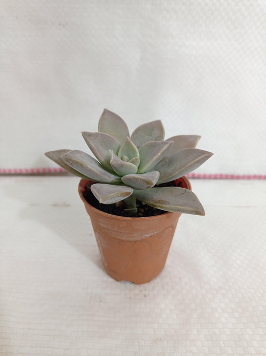 Graptopetalum Paraguayense (Ghost Plant) Small Succulent Plant - CGASPL