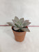 Graptopetalum Paraguayense (Ghost Plant) Small Succulent Plant - CGASPL