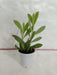 Senecio Crassisimus Small Succulent Plant - CGASPL
