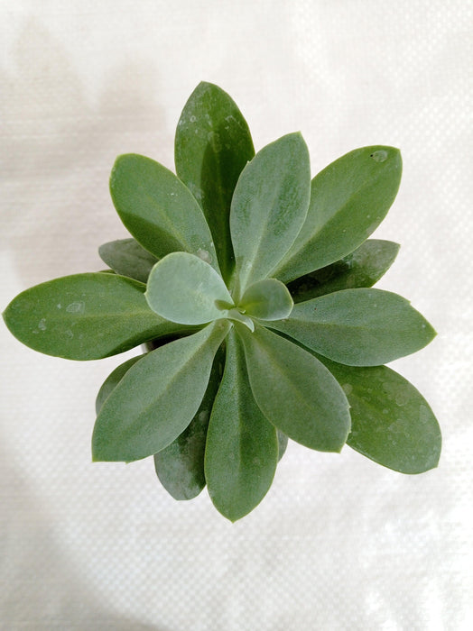Senecio Cephalophorus Succulent Plant - CGASPL
