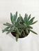 Senecio Blue Chalk Stick (Senecio mandraliscae) Succulent Plant - CGASPL