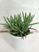 Senecio Cylindricus (Leaf Chalk Sticks) Succulent Plant - CGASPL