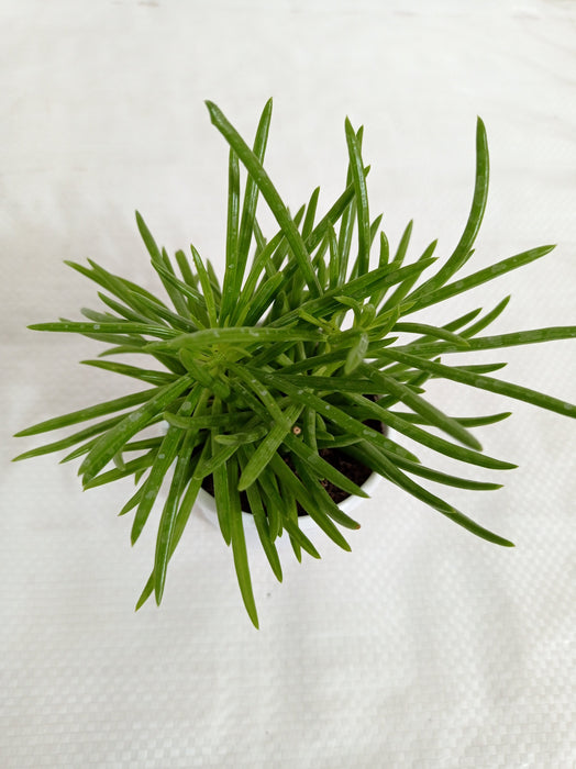 Senecio Barbertonicus Succulent Plant - ChhajedGarden.com