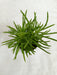 Senecio Barbertonicus Succulent Plant - ChhajedGarden.com