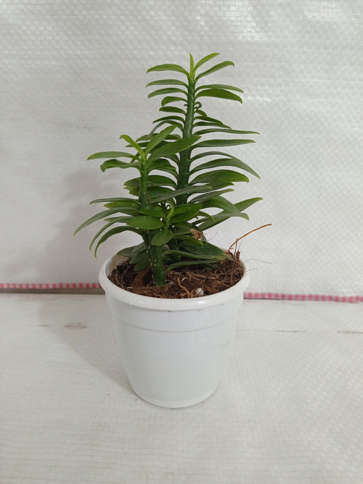 Pedilanthus Tithymaloides Nana Green Plant - CGASPL