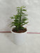 Pedilanthus Tithymaloides Nana Green Plant - CGASPL