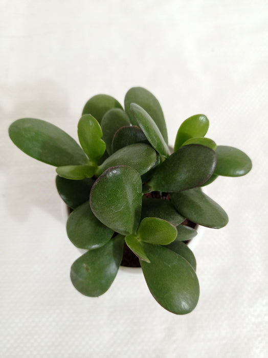 Crassula Ovata Green (Crassula Argentea, Jade Plant) Succulent Plant - CGASPL