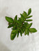 Kalanchoe Prolifera Succulent Plant - CGASPL