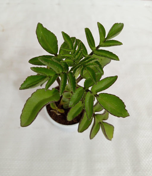 Kalanchoe Prolifera Succulent Plant - CGASPL