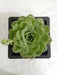 Echeveria Green Abalone Big Succulent Plant - CGASPL