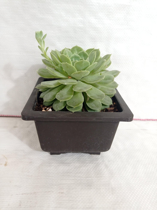 green abalone succulent Buy Echeveria Green Abalone Big Succulent Plant Online in India – ChhajedGarden.com