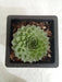 Sempervivum Calcareum Green Big Succulent Plant - CGASPL