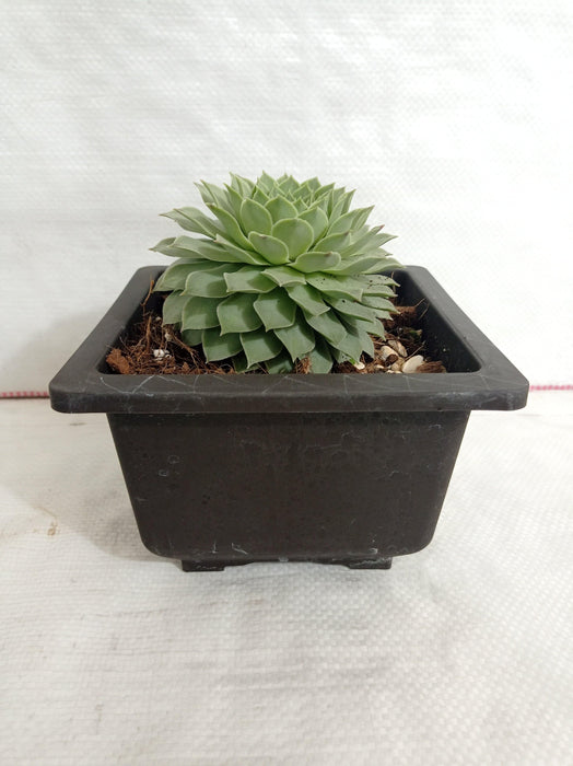 Sempervivum Calcareum Green Big Succulent Plant - CGASPL