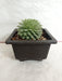 Sempervivum Calcareum Green Big Succulent Plant - CGASPL