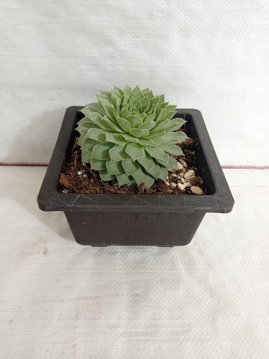 Sempervivum Calcareum Green Big Succulent Plant - CGASPL