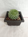 Sempervivum Calcareum Green Big Succulent Plant - CGASPL
