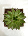 Echeveria Agavoides Miranda Big Succulent Plant - CGASPL