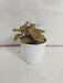 Fittonia Albivenis Skeleton Red-Green Plant - ChhajedGarden.com
