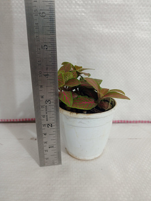 Fittonia Albivenis Skeleton Red-Green Plant - ChhajedGarden.com