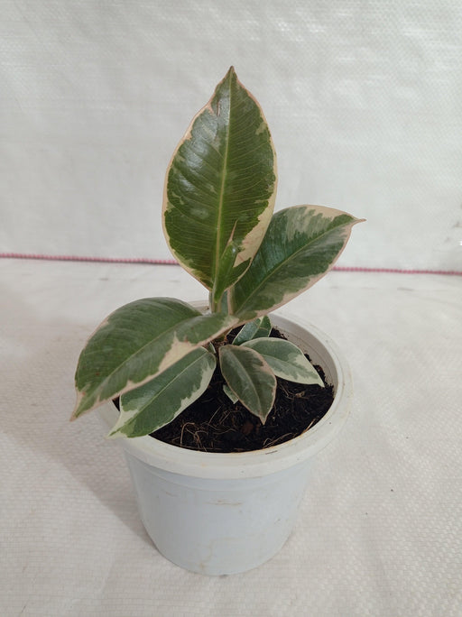 Ficus Elastica Tineke Rubber Plant - ChhajedGarden.com