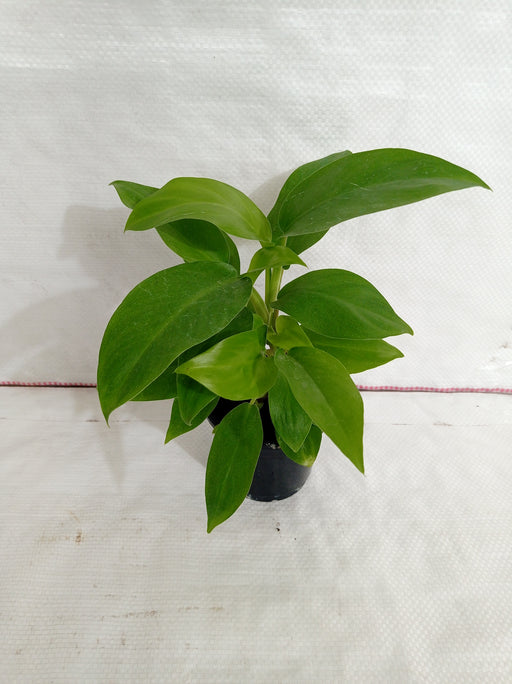Philodendron Ceylon Green Plant - ChhajedGarden.com