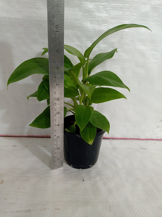philodendron ceylon green Philodendron Ceylon Green Plant