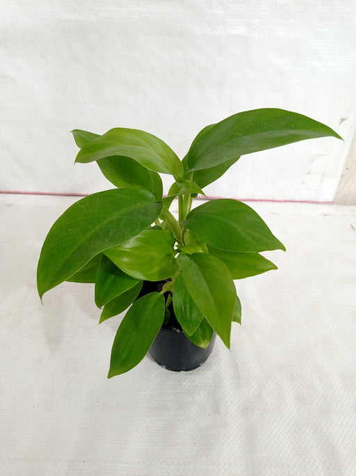 Philodendron Ceylon Green Plant - ChhajedGarden.com