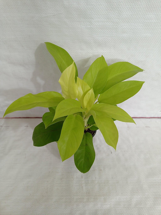 Philodendron Ceylon Golden Plant - ChhajedGarden.com