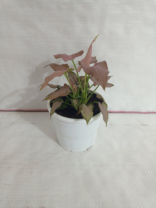 Syngonium Pink Color Plant - ChhajedGarden.com