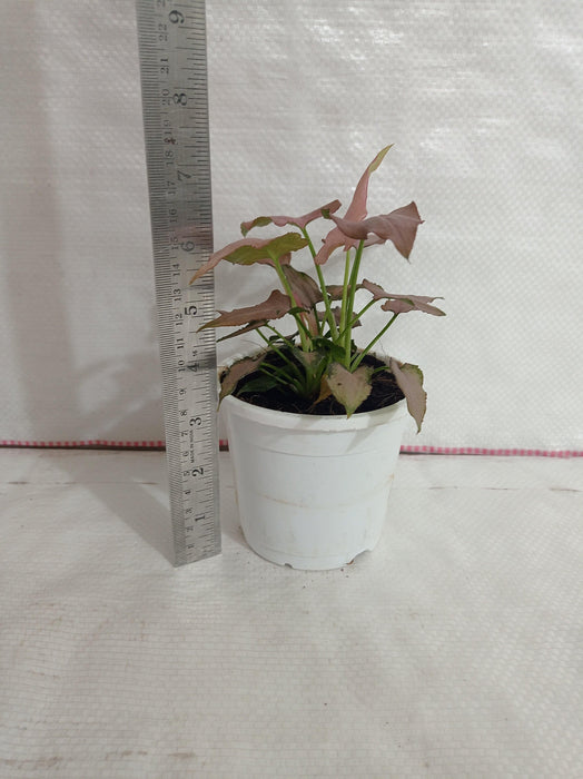Syngonium Pink Color Plant - ChhajedGarden.com