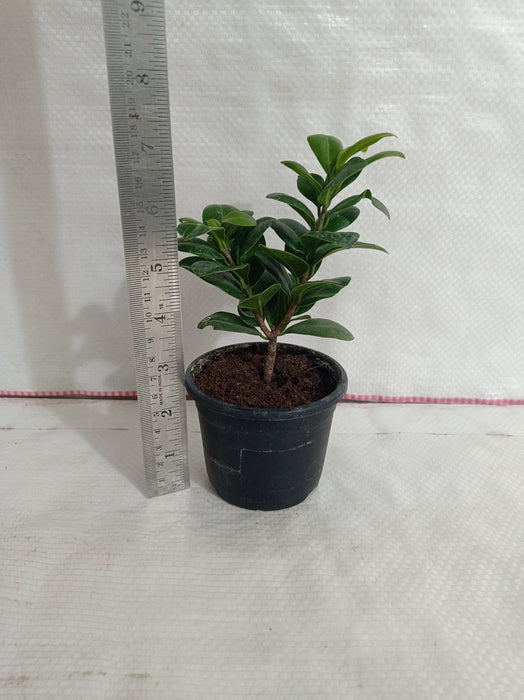 Ficus Green Comopacta Plant - CGASPL