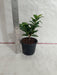 Ficus Green Comopacta Plant - CGASPL