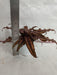 Cryptanthus Bivittatus Chocolate Soldier Small Plant - CGASPL