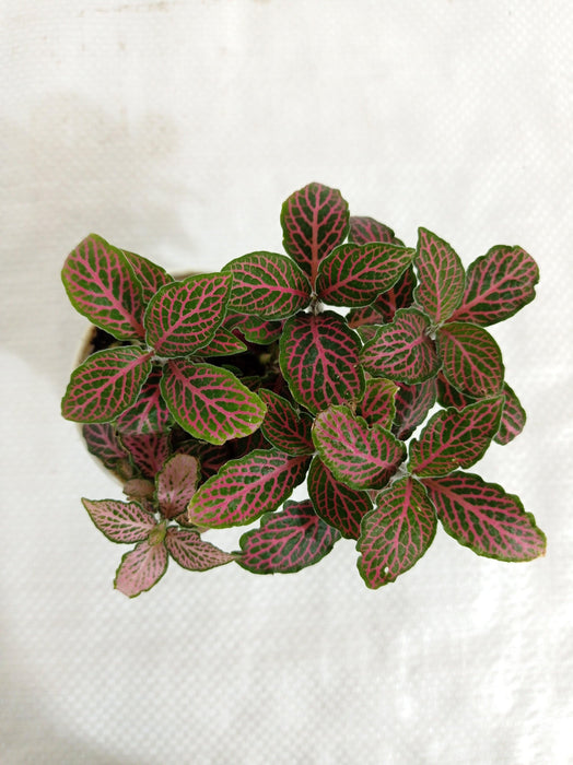 Fittonia Albivenis ‘Mosaic’ Red-Green Plant - ChhajedGarden.com