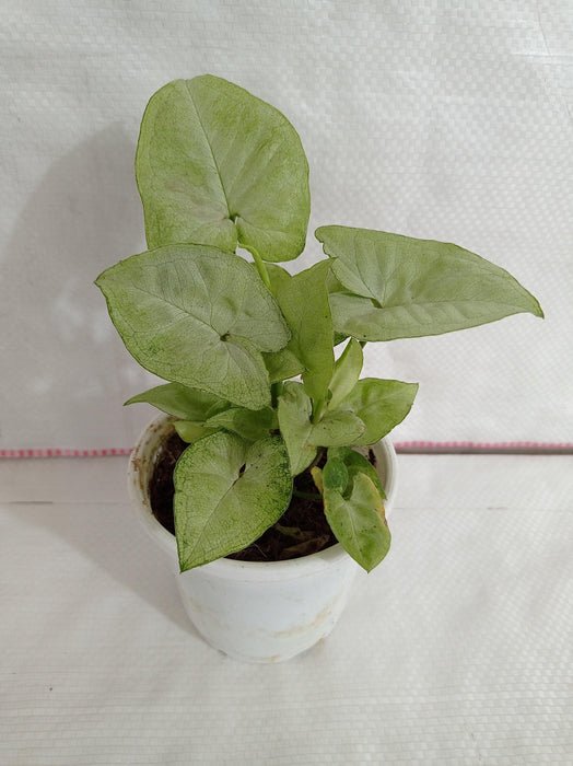 Syngonium White Plant - Attractive Foliage