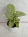 Syngonium White Plant - Attractive Foliage