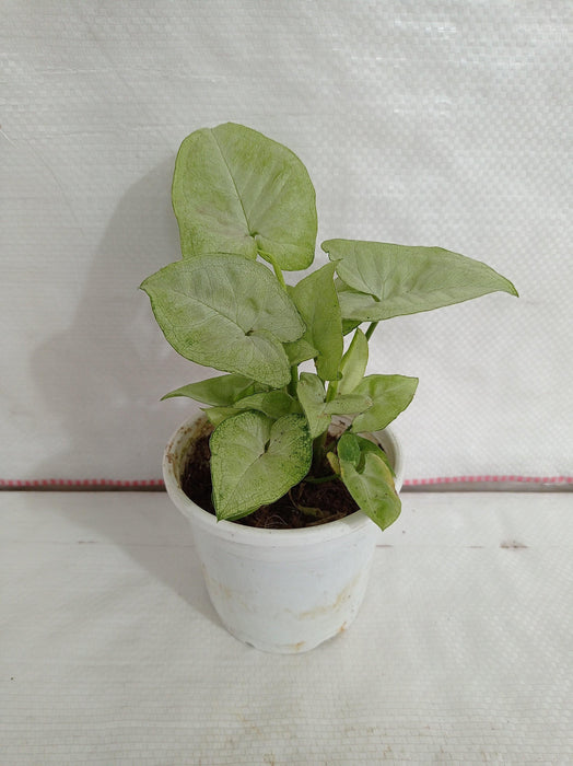 Syngonium White Plant - Natural Air Purifier