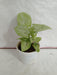 Syngonium White Plant - Natural Air Purifier